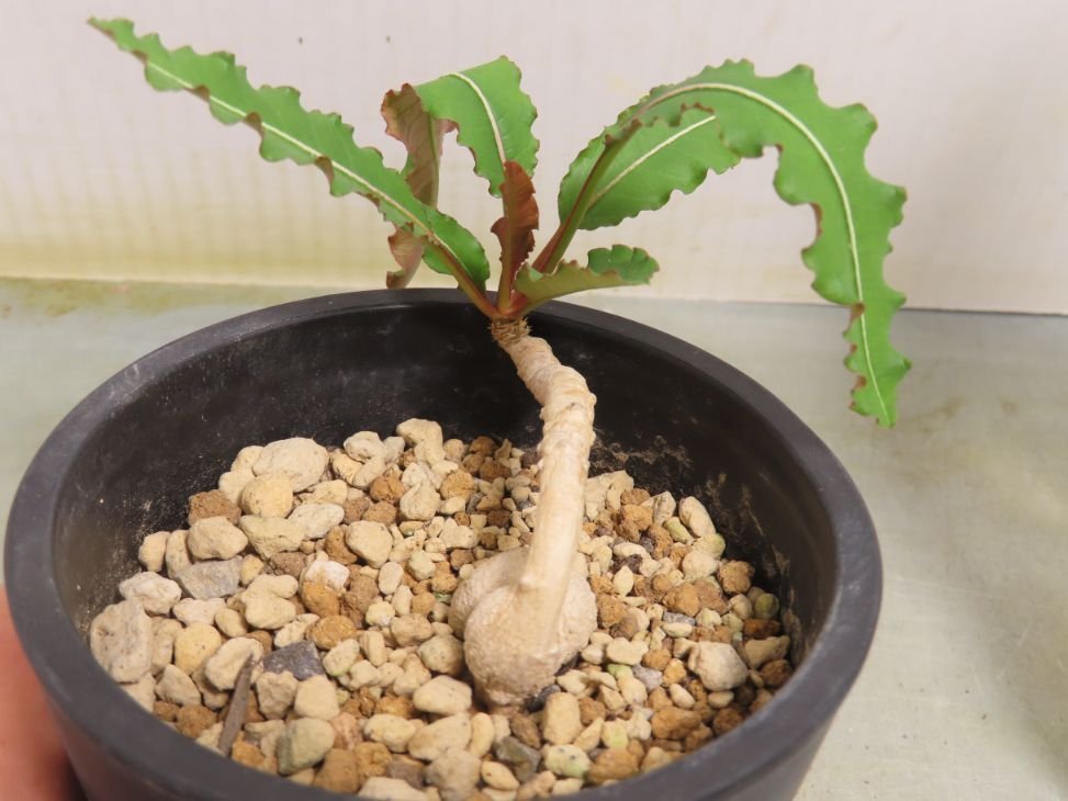 ユーフォルビア マミラリス錦③ | X−PLANTS