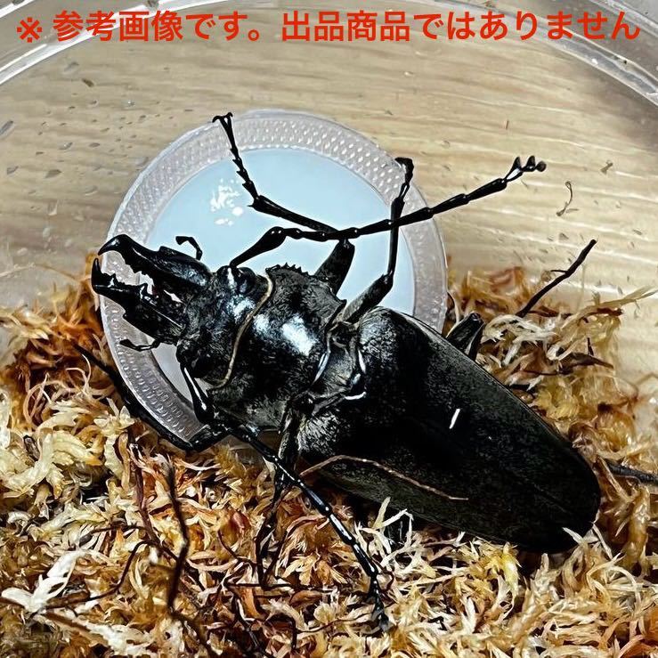 ☆激レア☆ クワガタモドキ ♂51+ 韓国標本 ☆激レア☆ クワガタモドキ
