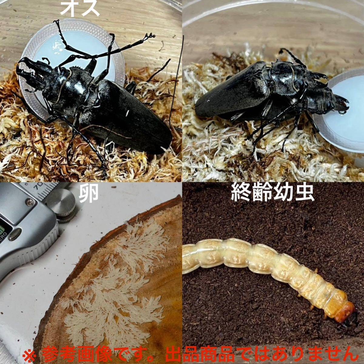 ☆激レア☆　クワガタモドキ ♂51+ 韓国標本 未使用】【URBAN INSECTA】 韓国産WF1 クワガタモドキ 幼虫4頭+ 死着
