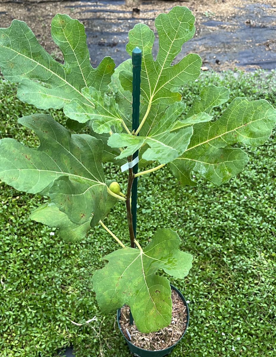 マデイラアイランドブラック苗木