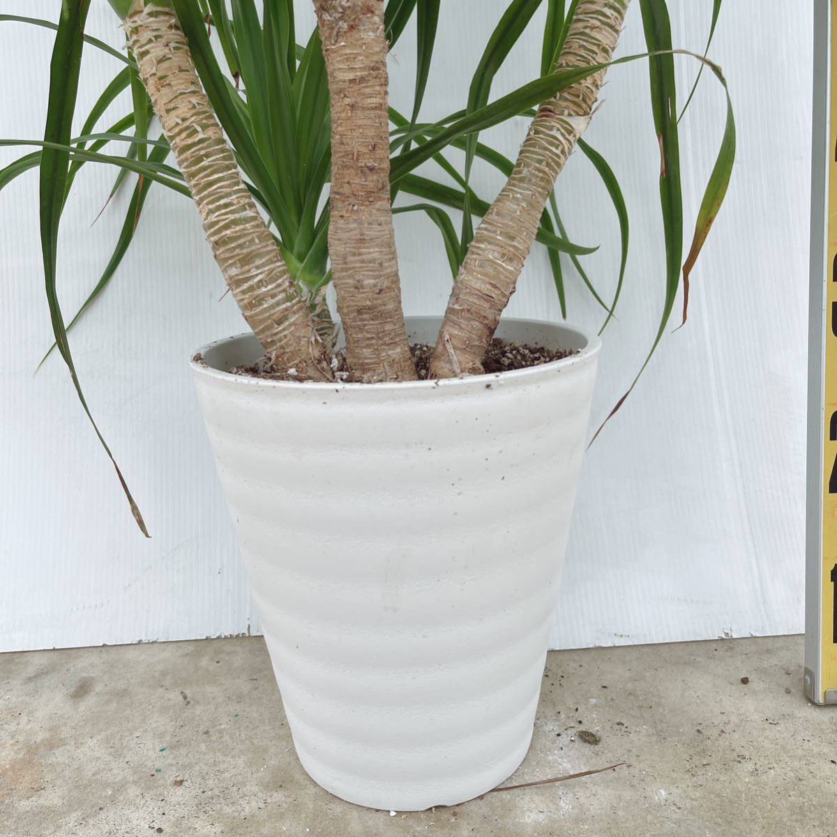 現品】ドラセナ・カンボジアーナ 多頭 マルチヘッド 8号 T4番 現品