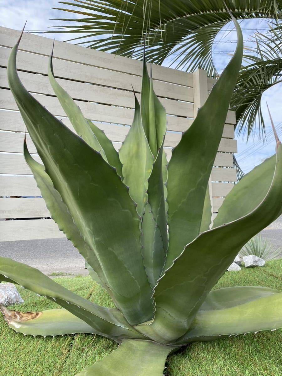 アガベ　サルミアナフェロックス　グリーンゴブレット錦　子株 アガベ サルミアナフェロックス グリーンゴブレット錦 子株