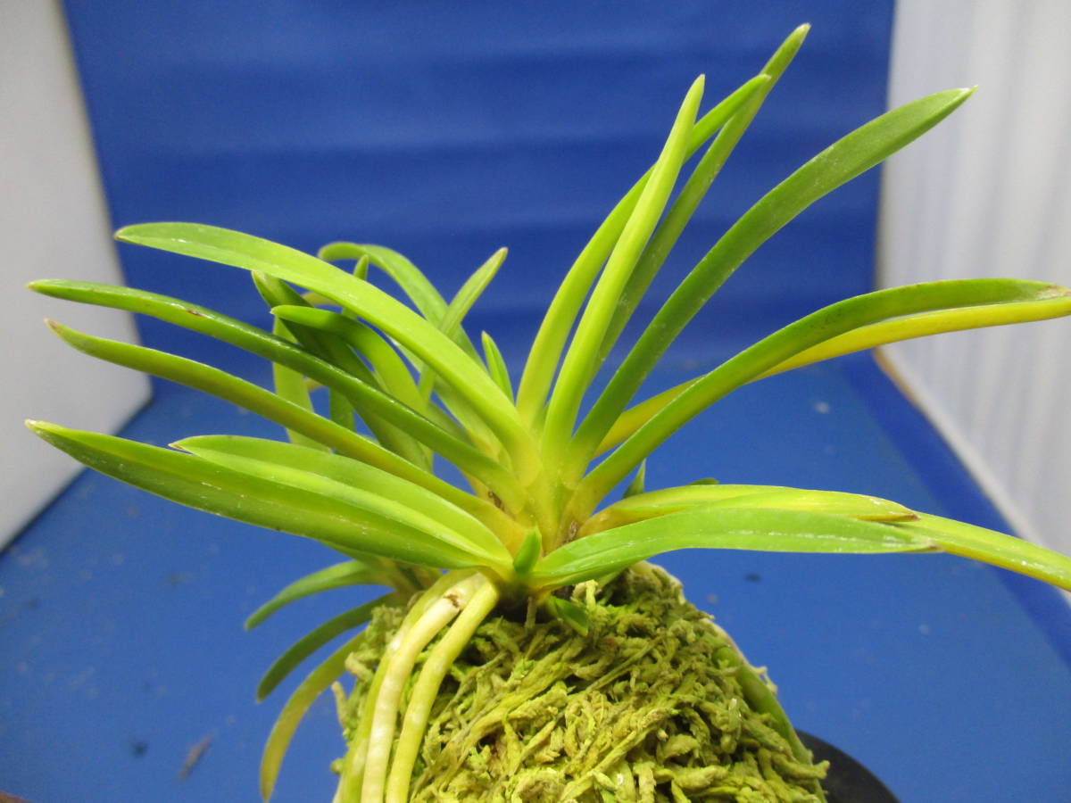 富貴蘭 必見！!萩宝扇(最上木!) 日本富貴蘭会 | 銘鑑