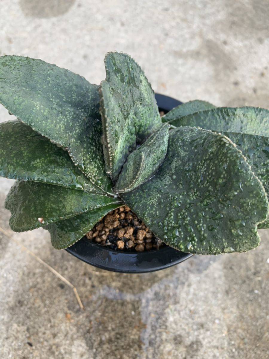 ガステリア 恐竜 特選株のカキ仔 ガステリア 恐竜｜そだレポ（栽培