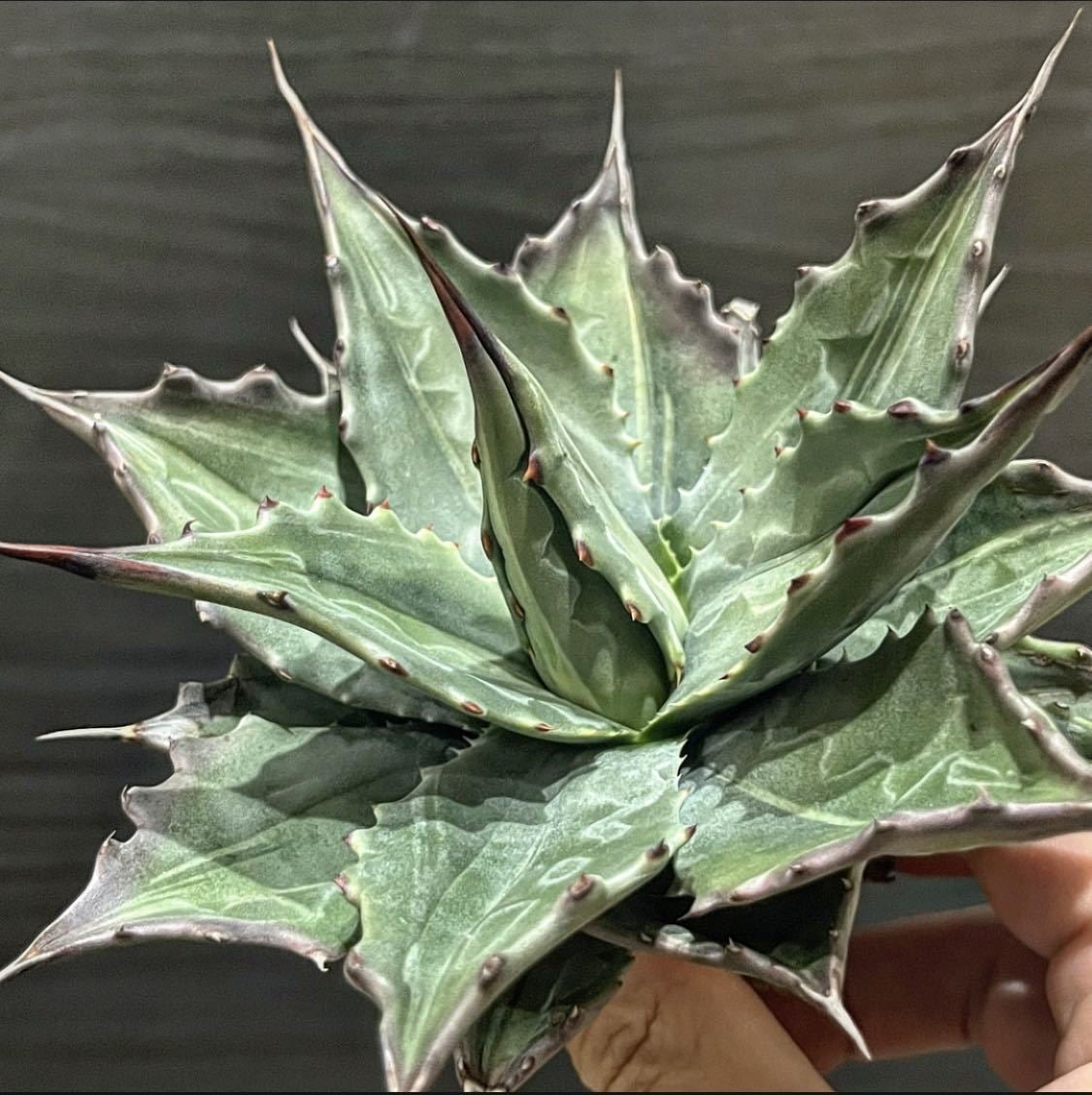 アガベ US産 モンタナライムフラッシュ 斑入り アガベ モンタナ ライム