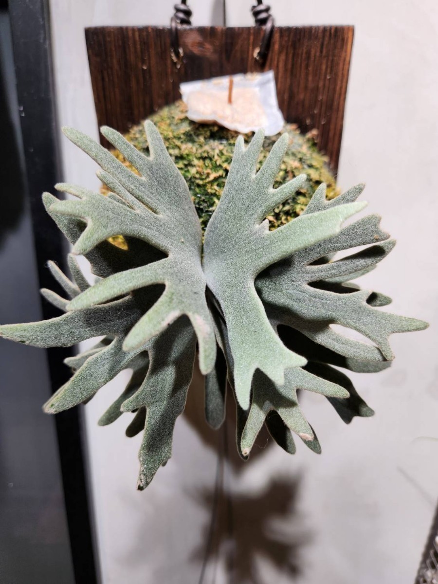 P. willinckii 'Bacteria' spore 17（P. willinckii bacteria