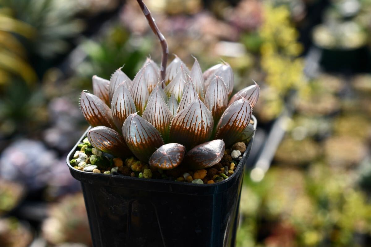 目立った傷や汚れなし】ハオルチア 雫絵巻 多肉植物の落札情報詳細