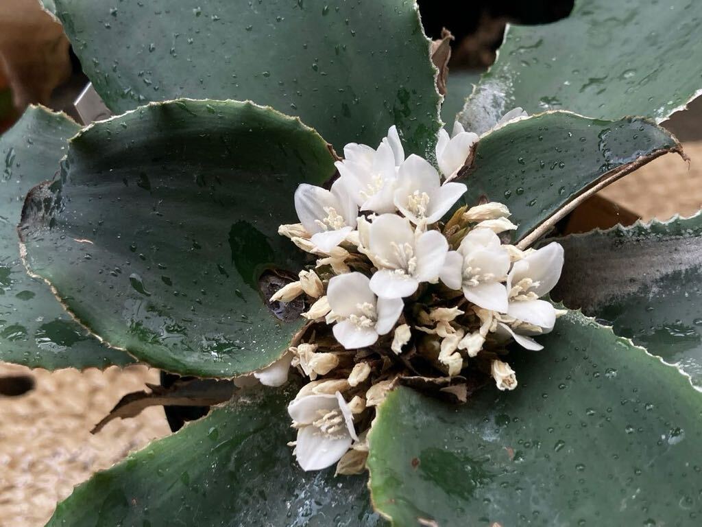 Rokautskyia latifolia 'Formati' (検 ディッキア Rokautskyia latifolia 'Formati' (検 ディッキア - メルカリ