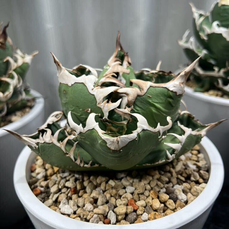 アガベチタノタ清桜(lize産)コレクション株子株4つ付き