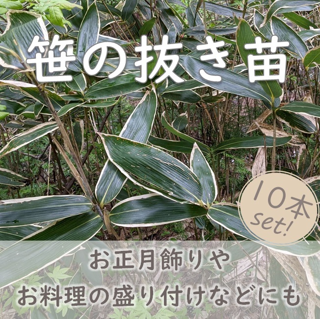笹の木販売 – 笹の葉 どこで買う , 七夕の笹はどこに売ってる?買える場所や通販情報をまとめ! – ZORGP