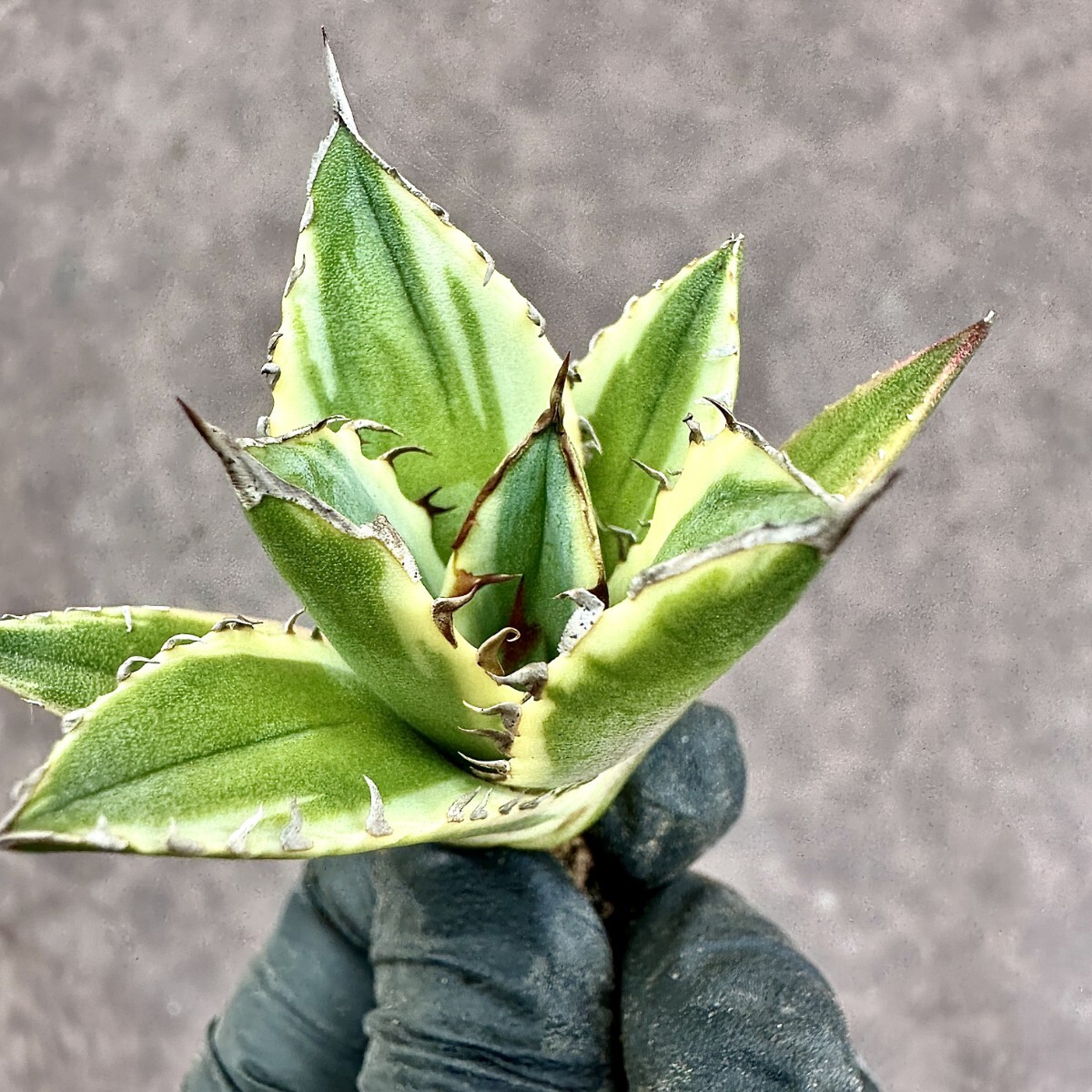 目立った傷や汚れなし】【Lj_plants】Z647 アガベ チタノタ 宝珠錦