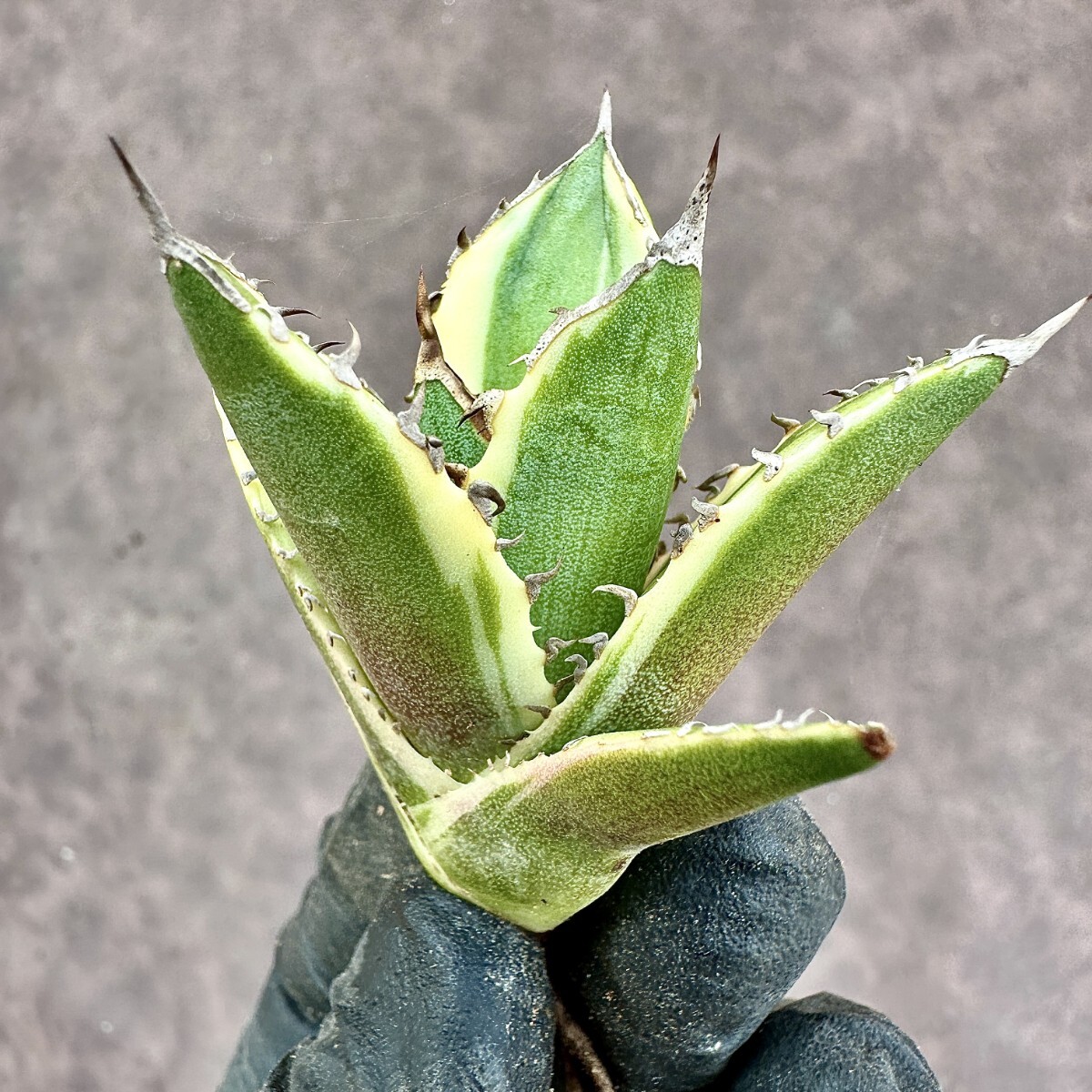 Lj_plants Z838 特選 アガベ チタノタ フィリグリー 圓葉拇指錦 覆輪斑