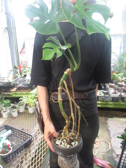 11 モンステラタイコンステレーションレガシー組織培養苗順化前