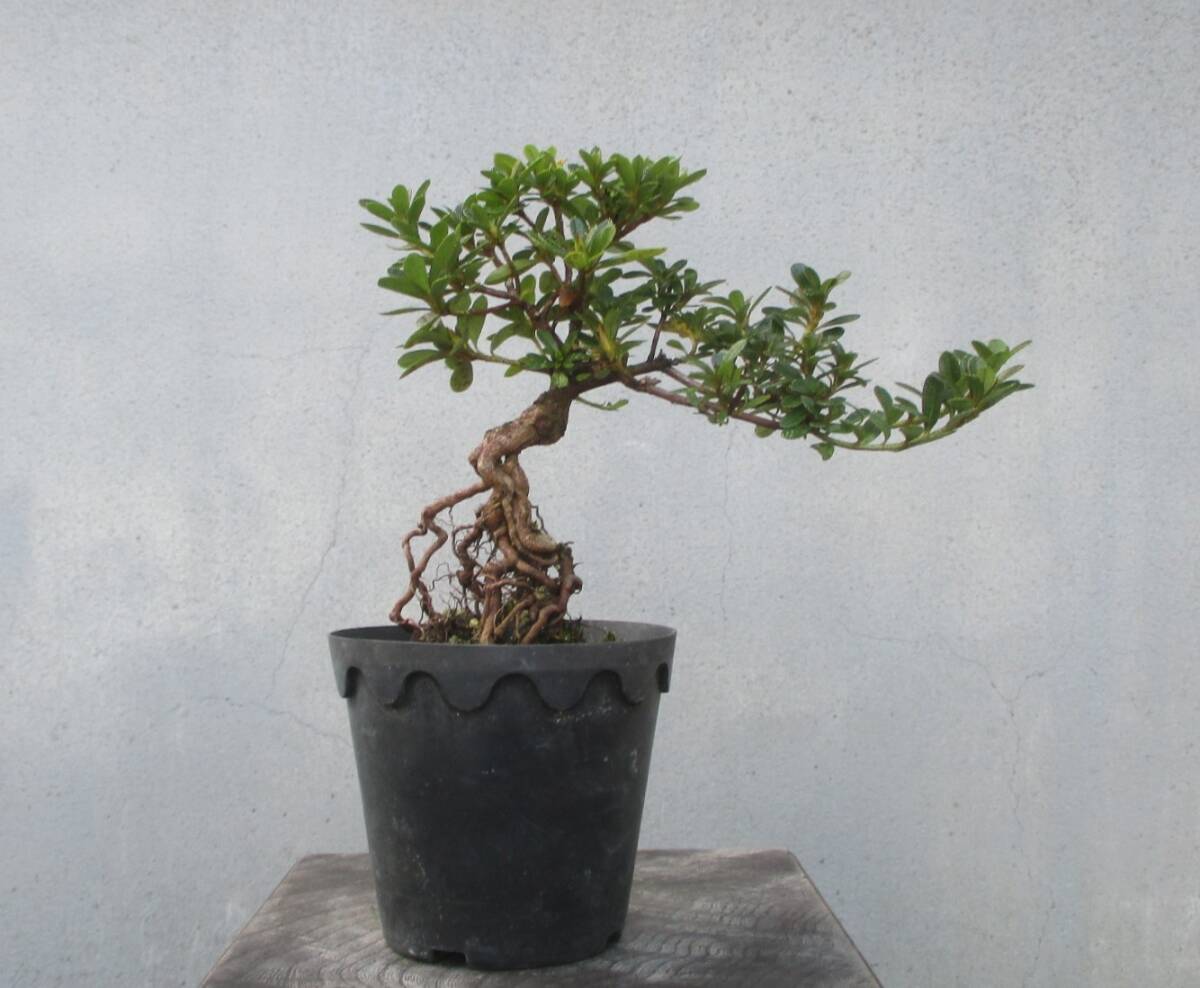 皐月　極太ミニ盆栽　明美の月 盆栽 特選：皐月(明美の月)現品*さつき サツキ Satsuki bonsai