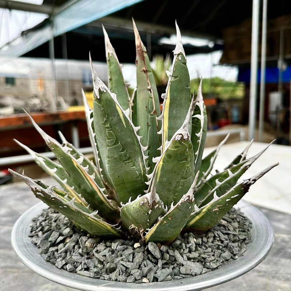 アガベパープソラム（Purpusorum）‼黄中斑️ 超希少株