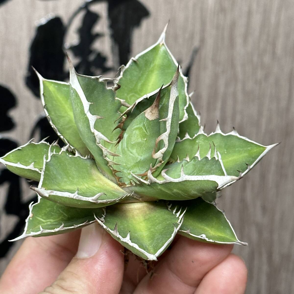 200 アガベ チタノタ 萬代厳竜 ハイブリッド ボールタイプ 特選 選抜  