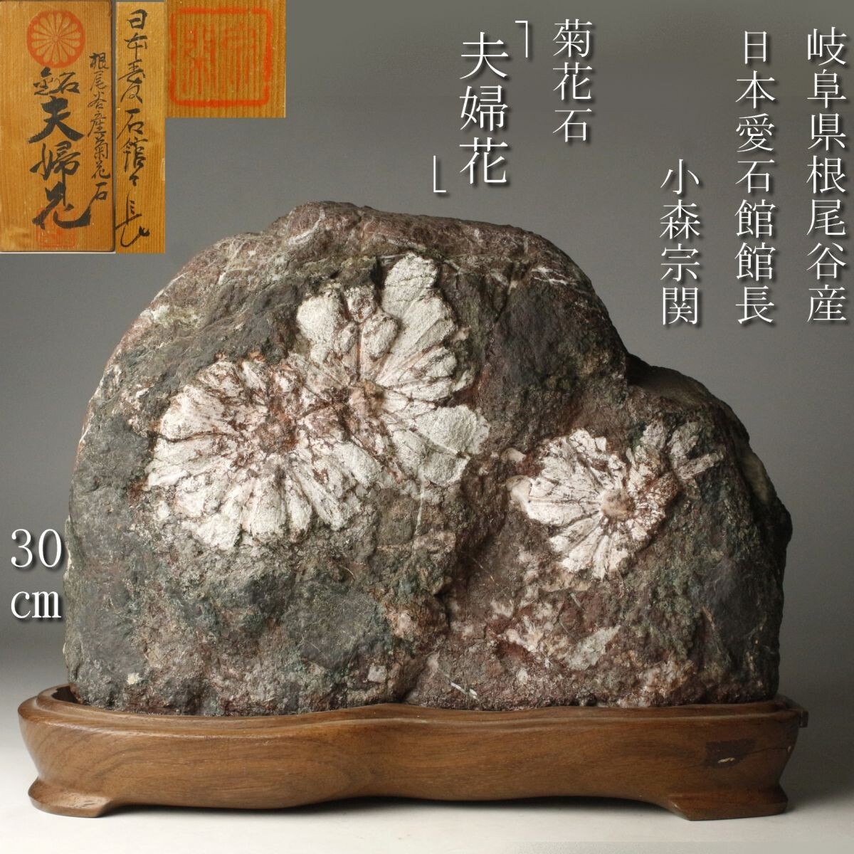 菊花石　大 岐阜県根尾谷産 大型 天然 菊花石 (木製台座付き)