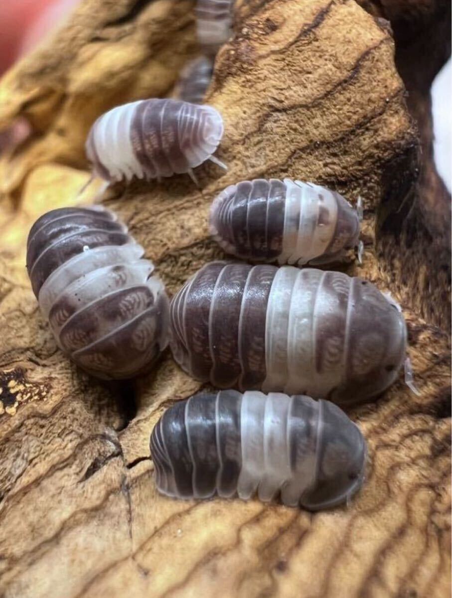 アンバーダッキー 50匹