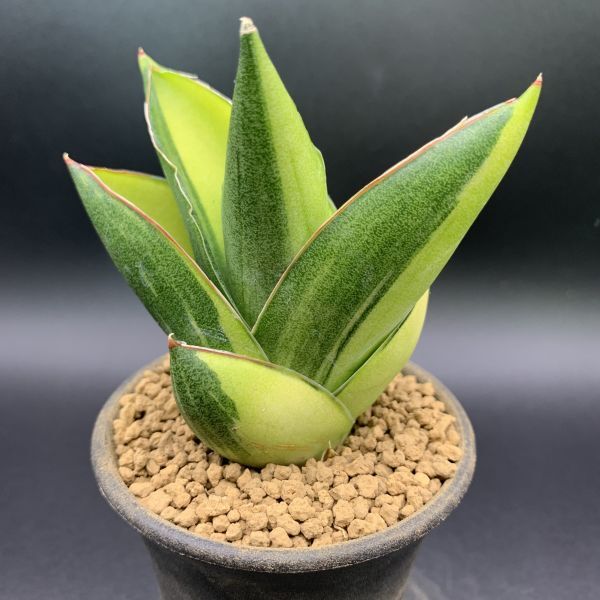 EMP サンセベリア エイレンシス / SA239 EMP サンセベリア