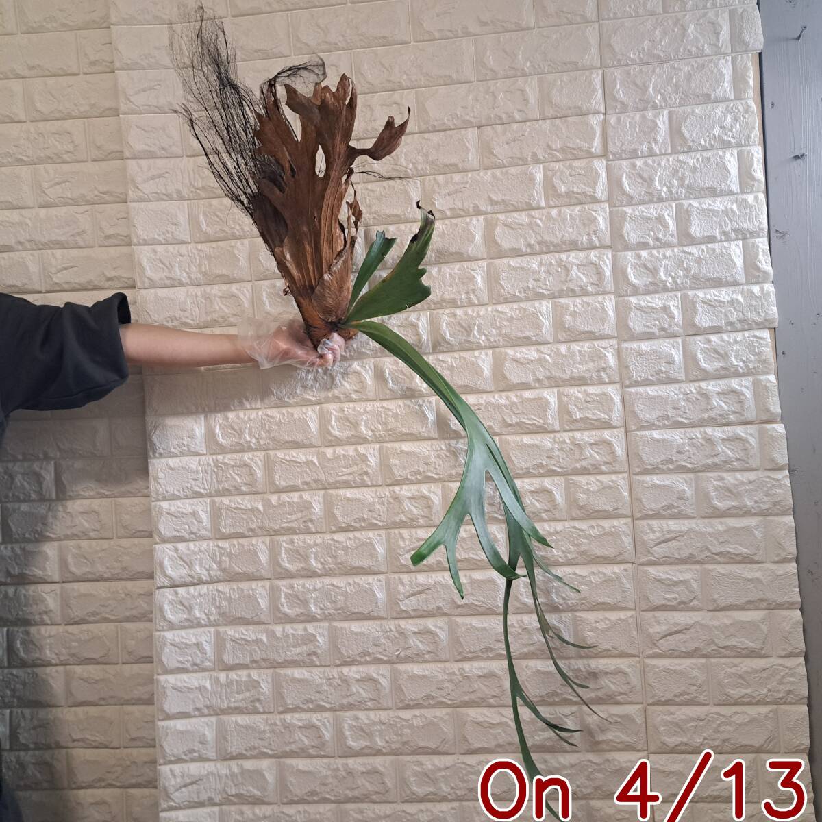 ビカクシダ・White mr ort 子株④ 【公式通販】