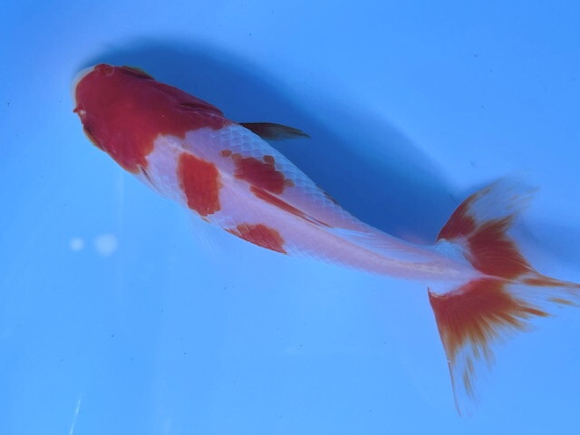 金魚屋うらちゃん＞＞ 良福観賞魚産 美濃紅（ミロク）和金 特選
