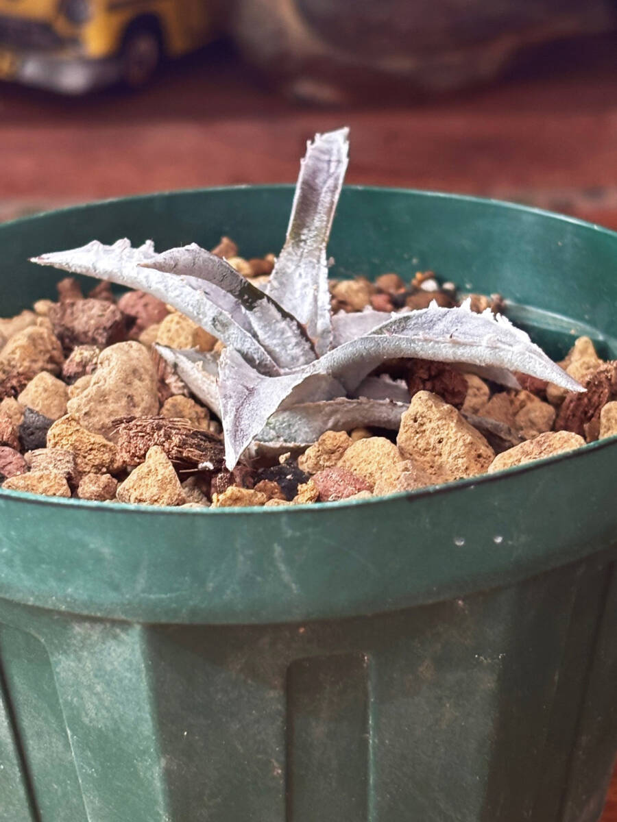 エンコリリウム ペディセラツム 子株 【公式通販】