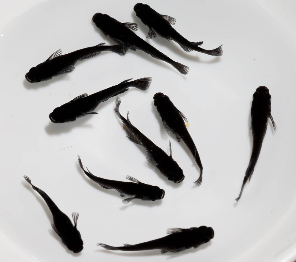 【Azuma】　◆　極ブラック幹之 ◆画像の3ペア　計6匹 Azuma ◇極上親種◇ 極ブラック幹之 ◇画像の3ペア 計