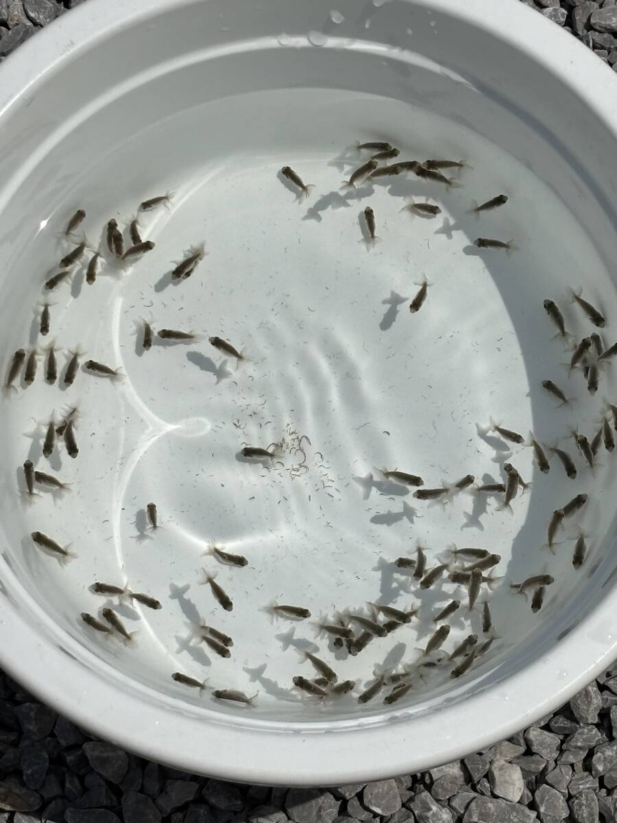 未使用】【安藤養魚場】【日本一血統】【送料無料】らんちゅう