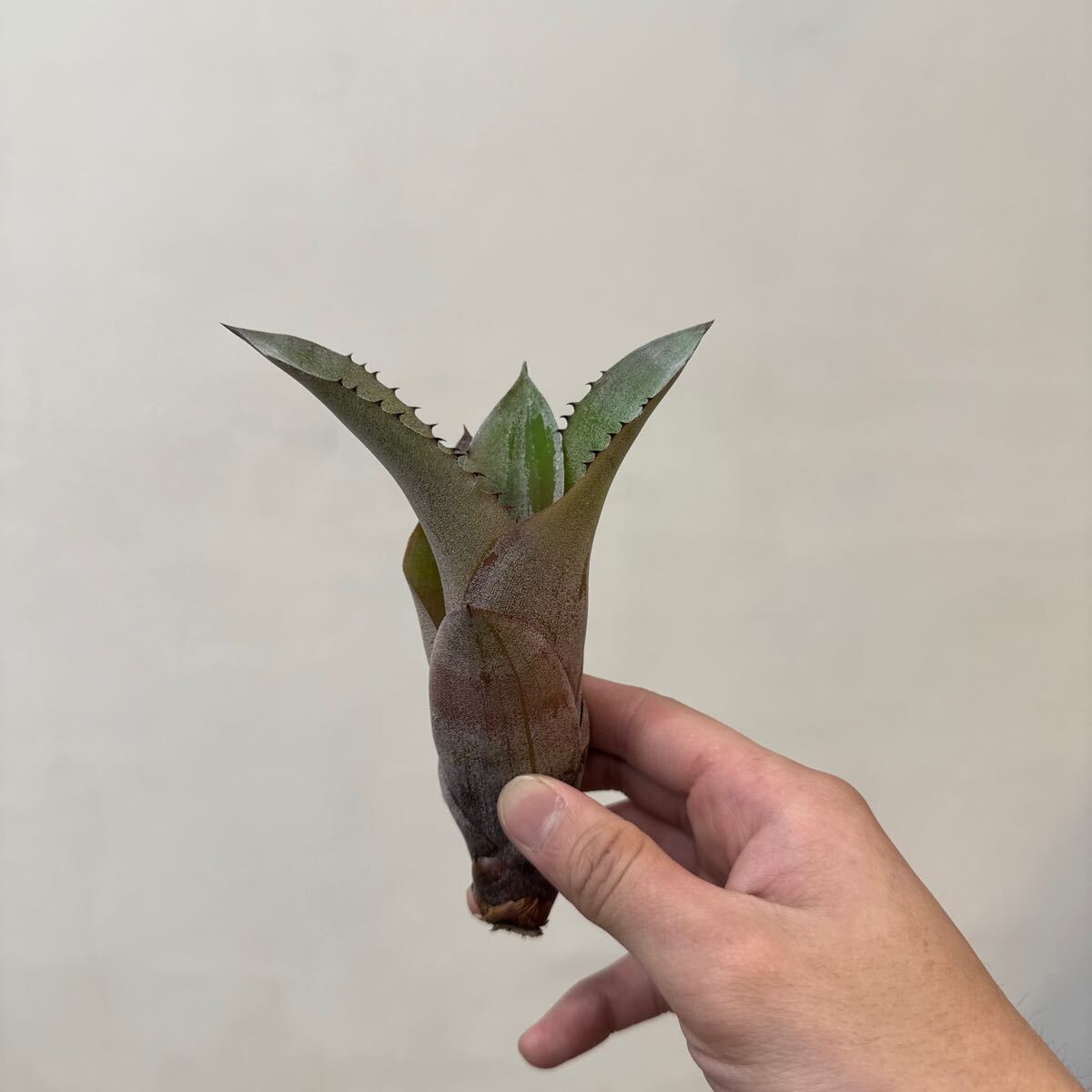 珍品‼️ホヘンベルギア カティンガエ カット苗 珍品‼️ホヘンベルギア