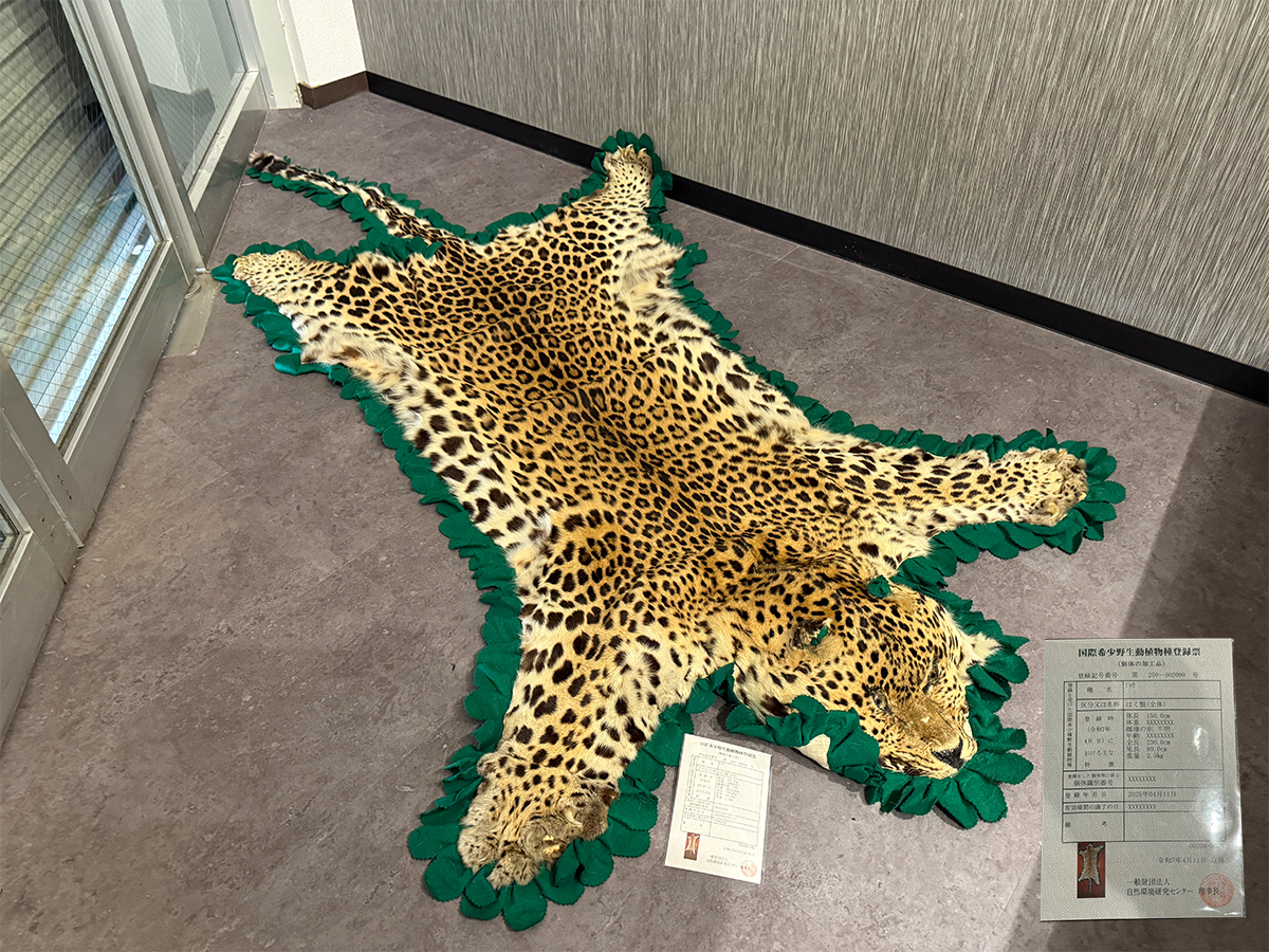 【希少】登録票付　爪付ヒョウ　剥製　敷物　ラグマット　214㌢ 毛皮　壁掛　豹 希少】登録票付 爪付ヒョウ 剥製 敷物 ラグマット 214㌢ 毛皮