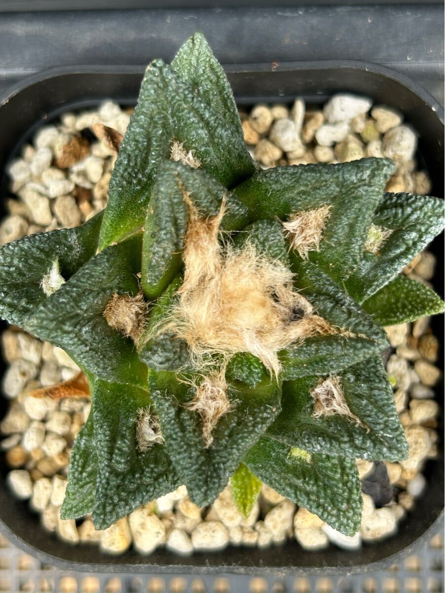 PW》サボテン アリオカルプス“亀甲牡丹 ヒントニー”実生 多肉植物