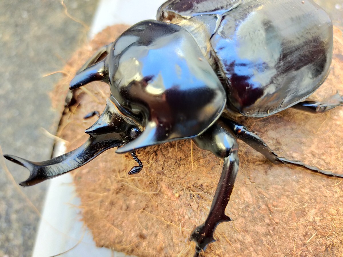 正規品，安い ヴァズデメロゾウカブト ペア 出品 1 管理No.♂7♀10 活動