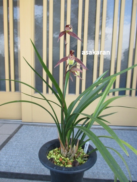 日向寒蘭 W-744☆日向寒蘭：石河内戸崎産 （桃紅更紗大輪花種）