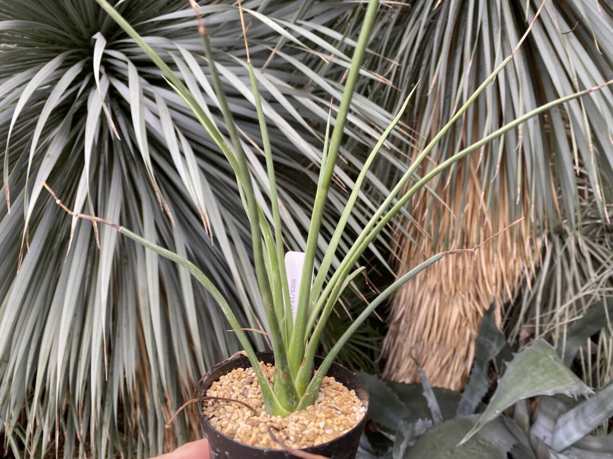 実生】アガベ・ストリクタ'ルブラ' 赤吹上①Agave stricta 'Rubra