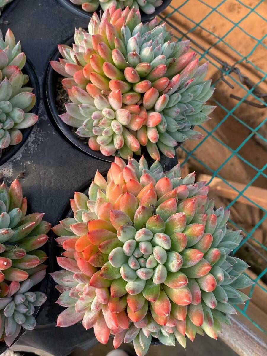 多肉植物 アエオニウム」の直近30日のオークション落札価格一覧