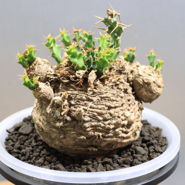 中古】ユーフォルビア デセプタ まんまるな良型 塊根植物 コーデックス