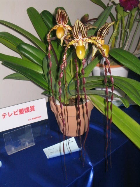 洋蘭 原種 パフィオ Paph. sanderianum x sib. ('Red Delight' x