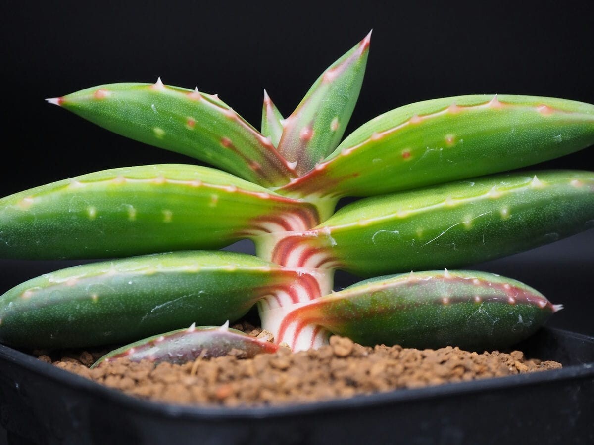 中古】希少種アロエ・ペアルソニー Aloe pearsoniiの落札情報詳細