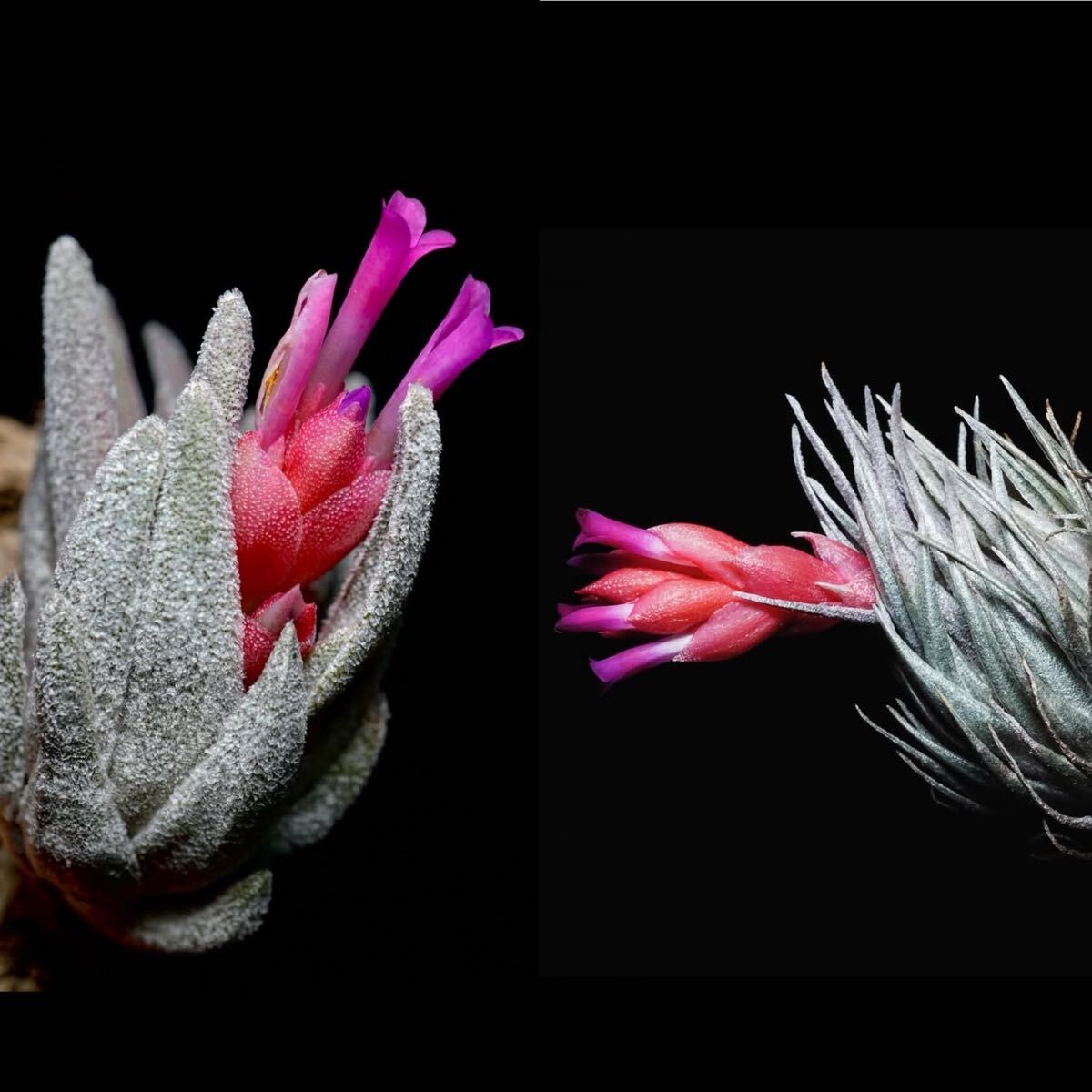 新品】Tillandsia ionantha peach purple nth142 子株 1～3cm前後