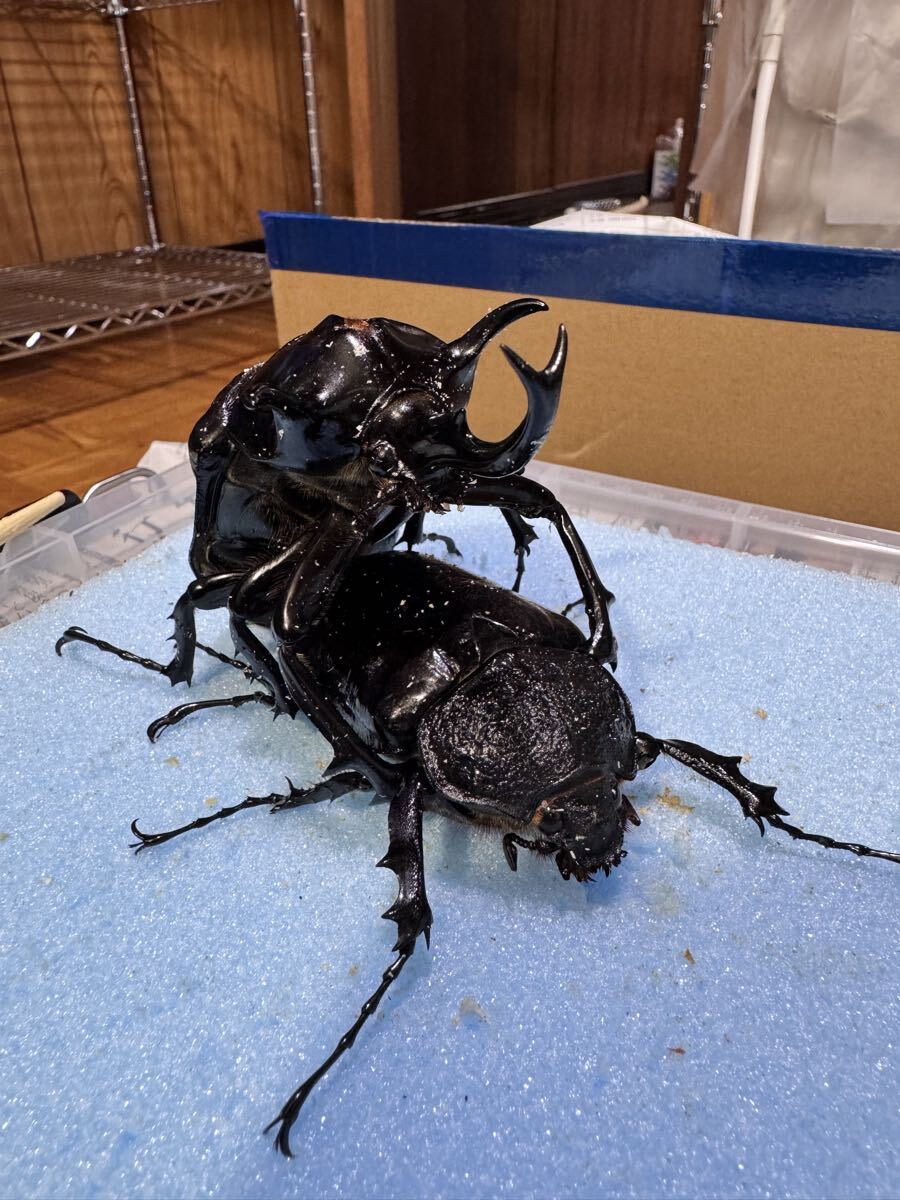 全体的に状態が悪い】ムシキング ダイヤモンドブルー マルスゾウカブト