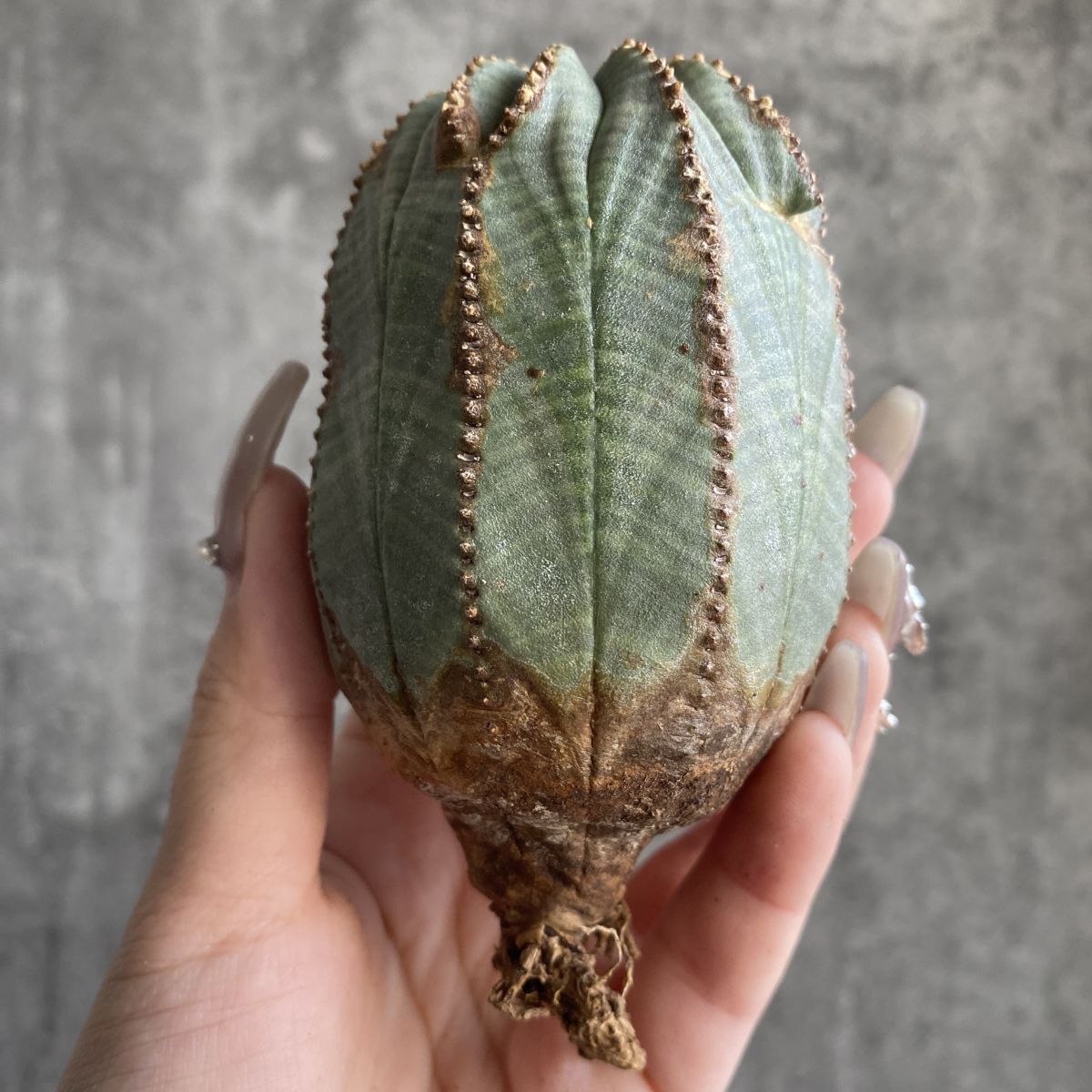 N□ Euphorbia davyi □ユーフォルビア・デイビー□蛇鱗丸□実生