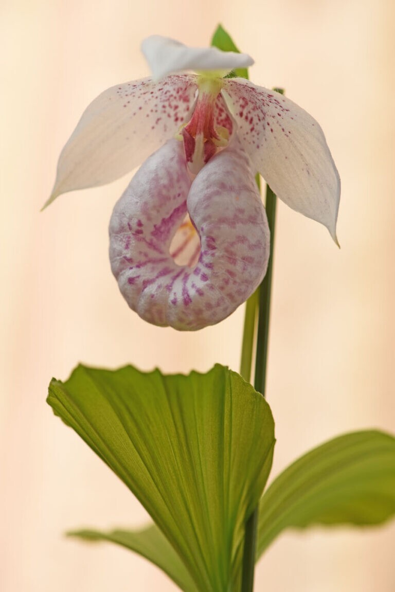 栽培品】【絆】山野草・野生蘭・蘭・鉢植え植物［青森県素心純白花
