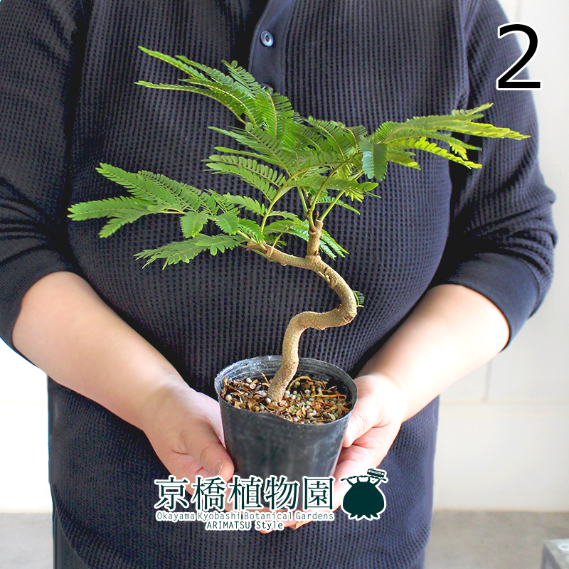 新品】【エバーフレッシュ＊Pithecellobium confertum＊ネムノキ】曲げ