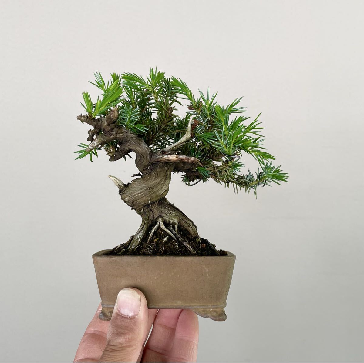 盆栽 Juniperus rigida 杜松／トショウ 樹高60㎝ 枝ジン シャリ幹