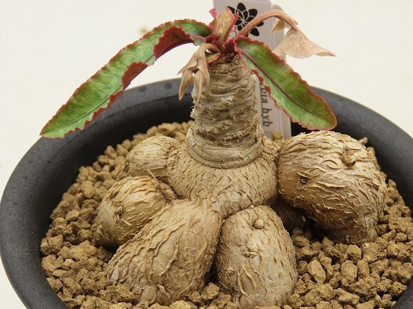 新品】【多肉植物】ユーフォルビア クレメルシー1' 【Euphorbia