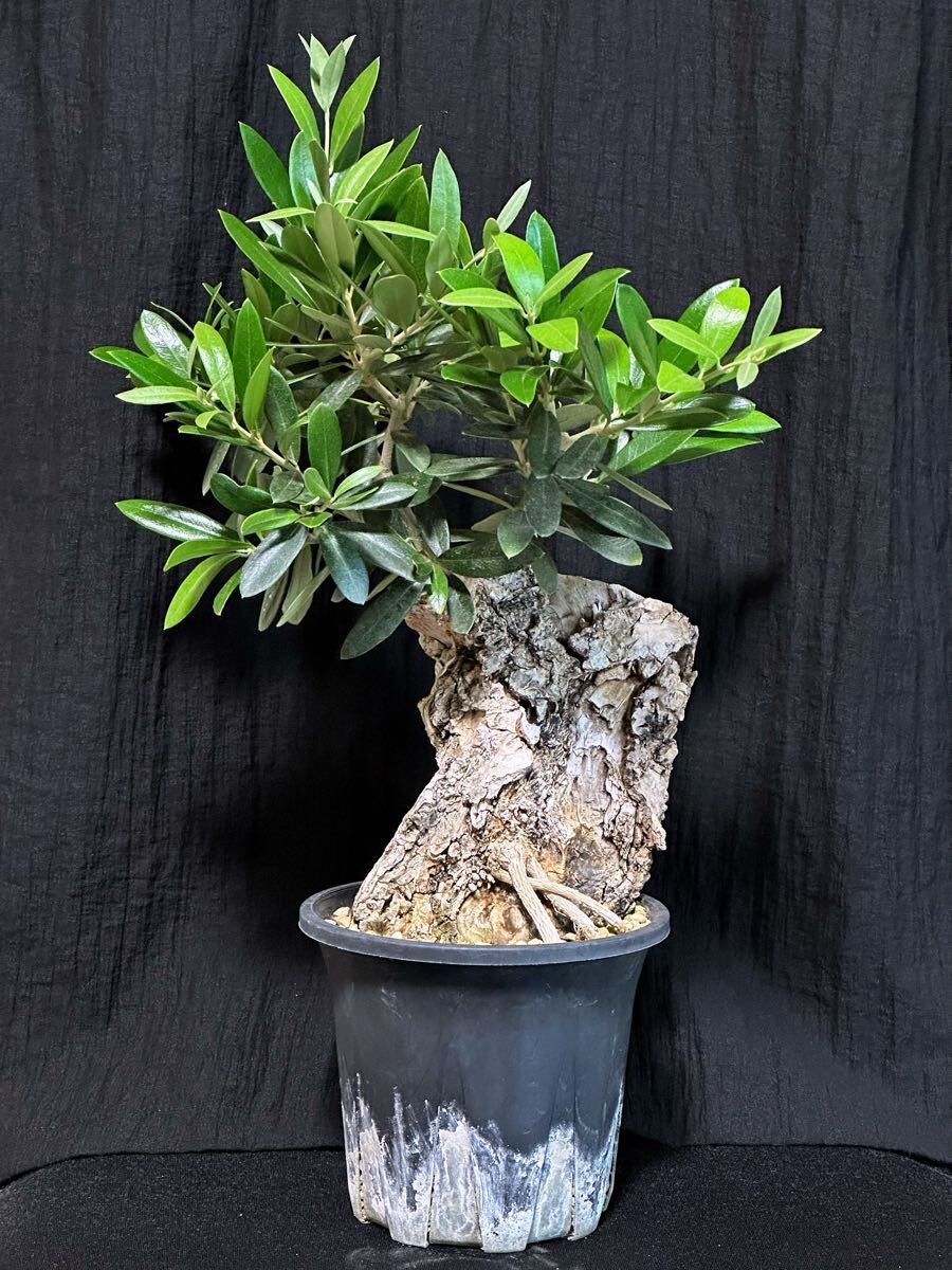 中古】古木 オリーブ olive 植物 塊根 盆栽の落札情報詳細 - Yahoo