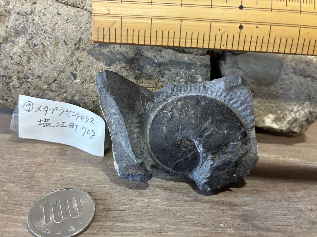 新品】日本の化石 北海道遠別のアンモナイト/メタプラセンチセラス5