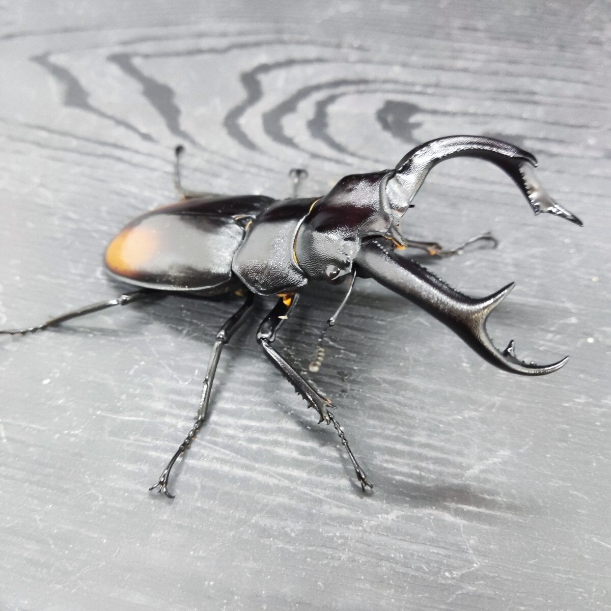 昆虫標本】キルヒナーフタマタクワガタ Wild74mmの落札情報詳細