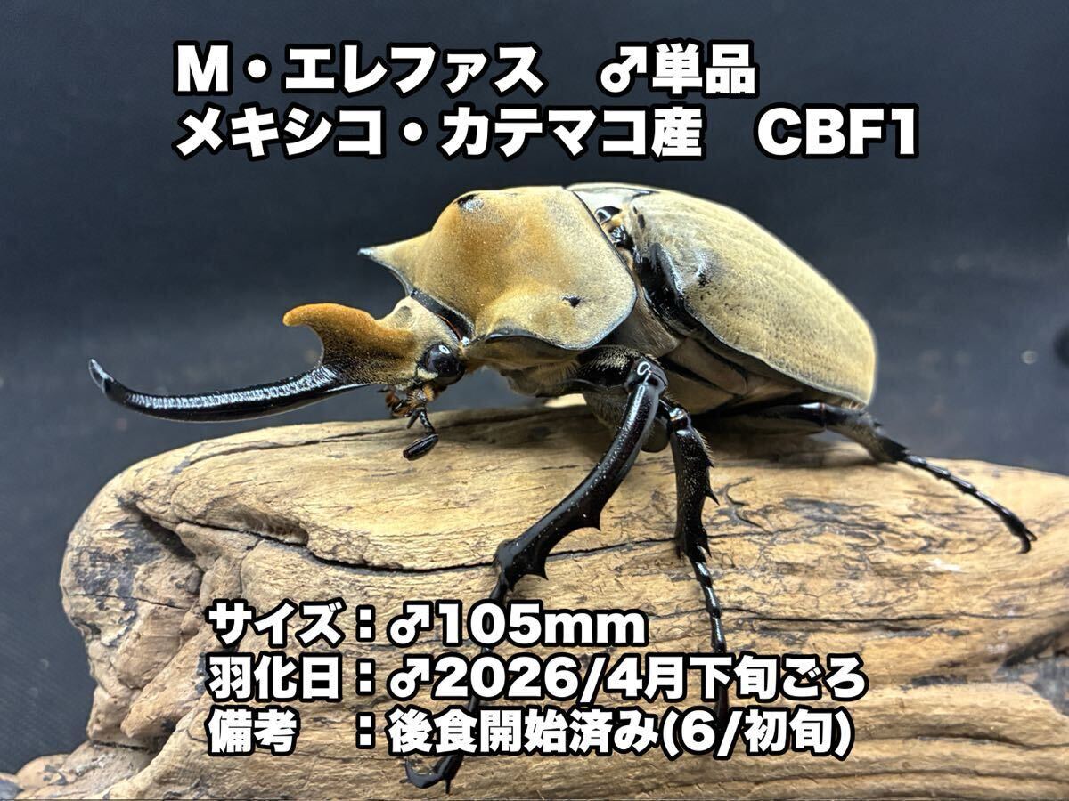 新品】大型個体! エレファスゾウカブト 76mm メス単品の落札情報詳細