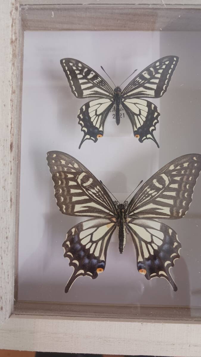 中古】B07625 ブラジル モルフォ蝶 モルフォチョウ 蝶羽アート